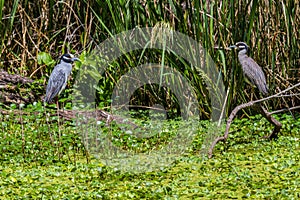 A Rare Shot of a Pair of Wild Yellow-crowned Night Heron (Nyctanassa violacea) Facing Each Other in Texas.