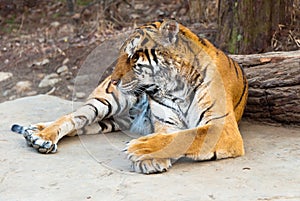 Rare Siberian ussur Amur tiger Seoul grand park