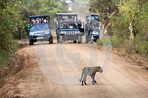 A rare sight as a leopard crosses a dirt road within Yala National Park in Sri Lanka.