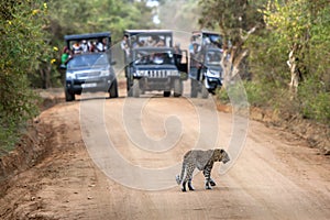 A rare sight as a leopard crosses a dirt road within Yala National Park in Sri Lanka. photo