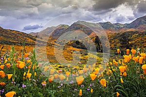 California poppies in bloom. photo