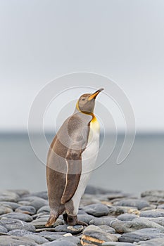 Light brown king penguins with melanism on South Georgia. A genetic mutation causes unusual brown plumage colouration. photo