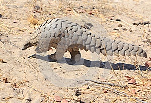 A Rare sighting of a wild Pangolin which is scurrying across the dry ground in Hwange National Park photo