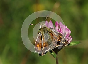 A rare Silver Spotted Skipper butterfly, Hesperia comma, nectaring on a Clover wildflower. photo