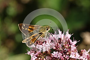 A rare Silver Spotted Skipper butterfly, Hesperia  comma, nectaring on a Marjoram wildflower. photo