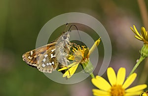 A rare Silver Spotted Skipper butterfly, Hesperia comma, nectaring on a Ragwort wildflower. photo