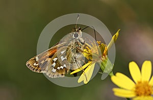 A rare Silver Spotted Skipper butterfly, Hesperia  comma, nectaring on a Ragwort wildflower. photo