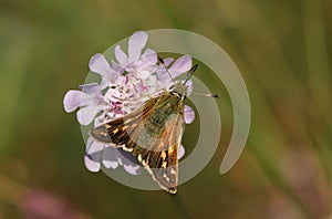 A rare Silver Spotted Skipper butterfly, Hesperia comma, nectaring on a Scabious wildflower. photo