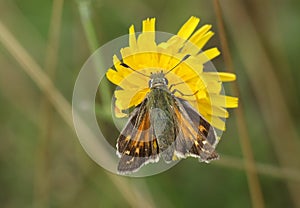A rare Silver Spotted Skipper butterfly, Hesperia comma, nectaring on a wildflower. photo