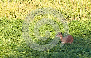 The rare Sitatunga Antelope