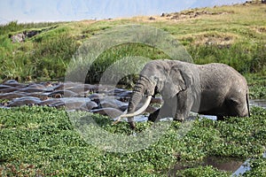 Rare Site: Elephant Bathing with Hippopotamus in