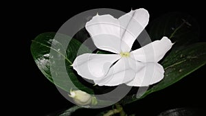 Rare Six Petal White Periwinkle Flower. Nayantara Flower. Also called Periwinkle, Sadabahar or Vinca flower plant with dark