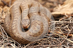 A rare Smooth Snake Coronella austriaca coiled up in the undergrowth.