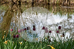 Rare snake`s head fritillary flowers growing wild in Magdelen Meadow next to the River Cherwell in Oxford, UK.