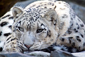 The Rare Snow Leopard