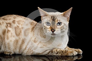 Snow white Bengal Cat isolated on Black Background