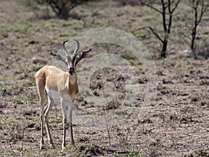 rare Soemmering gazelle, Gazella. soemmeringi, Awash National Park, Ethiopia