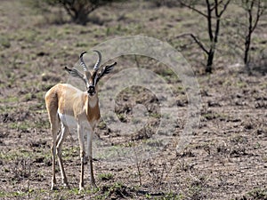 rare Soemmering gazelle, Gazella. soemmeringi, Awash National Park, Ethiopia photo