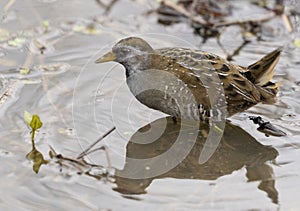 Sora bird in water isolated photo