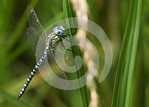 A rare Southern Migrant Hawker Dragonfly, Aeshna affinis, perching on a reed.