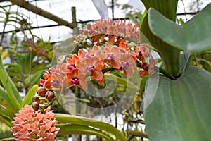 The rare species Asian orchid in Chiang Mai, Northern Thailand