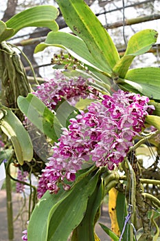 The rare species Asian orchid in Chiang Mai, Northern Thailand