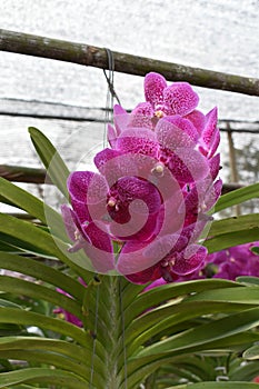 The rare species Asian orchid in Chiang Mai, Northern Thailand