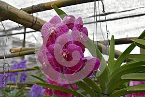 The rare species Asian orchid in Chiang Mai, Northern Thailand