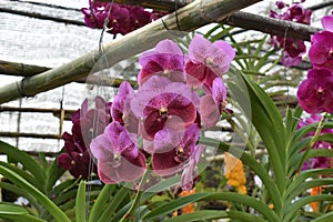 The rare species Asian orchid in Chiang Mai, Northern Thailand