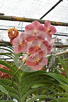 The rare species Asian orchid in Chiang Mai, Northern Thailand