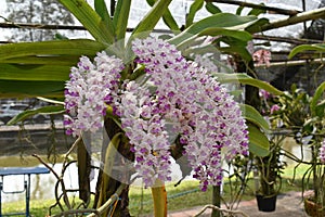 The rare species Asian orchid in Chiang Mai, Northern Thailand