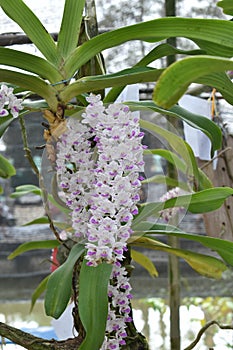 The rare species Asian orchid in Chiang Mai, Northern Thailand