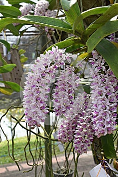 The rare species Asian orchid in Chiang Mai, Northern Thailand