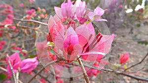 Rare Species Pink Flower at Bahe Island photo