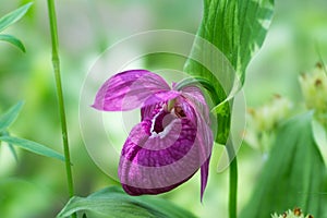 Rare species of wild large-flowered orchid Cypripedium macranthos on a green background