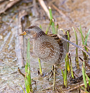 The rare Spotted Crake