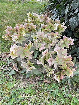 Rare spring hellebore - Helleborus viridis and ivy.