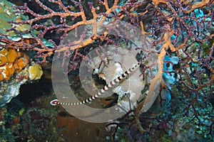 Rare Stripped Pipefish, coral reef, Leyte, Philippines