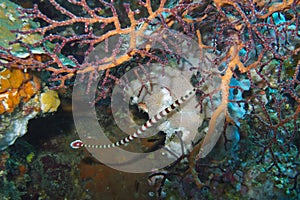 Rare stripped red and white pipefish off Padre Burgos, Leyte, Philippines