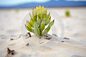 rare succulent blooming in inhospitable sandy terrain