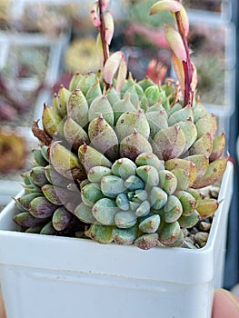 Rare succulent plants, echeveria green surf