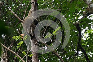 Rare Sulawesi bear cuscus Ailurops ursinus in a tree in Tangkoko National Park, North Sulawesi.