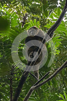Sulawesi bear cuscus Ailurops ursinus in a tree in Tangkoko National Park, North Sulawesi. photo