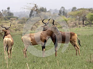 Swayne`s hartebeests, Alcelaphus buselaphus swaynei, Senkelle Swayne`s Hartebeest sanctuary, Ethiopia photo