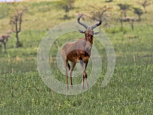 Swayne`s hartebeests, Alcelaphus buselaphus swaynei, Senkelle Swayne`s Hartebeest sanctuary, Ethiopia photo