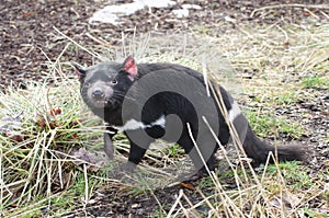 Rare Tasmanian devil (Sarcophilus harrisii)