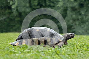 Rare terrestrial turtles walks on a meadow