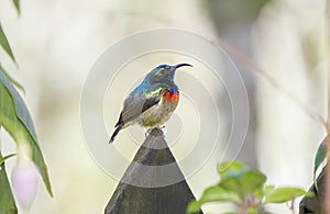 The Rare, Threatened, & Endemic Male Usambara Double-collared Sunbird