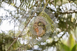 The Rare, Threatened, & Endemic Usambara Double-collared Sunbird (Cinnyris usambaricus) Weaves its Nest in Western Tanzania