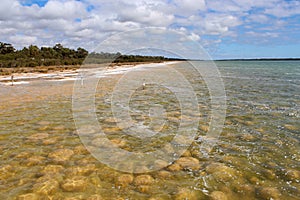 Rare thrombolites at Lake Clifton West Australia